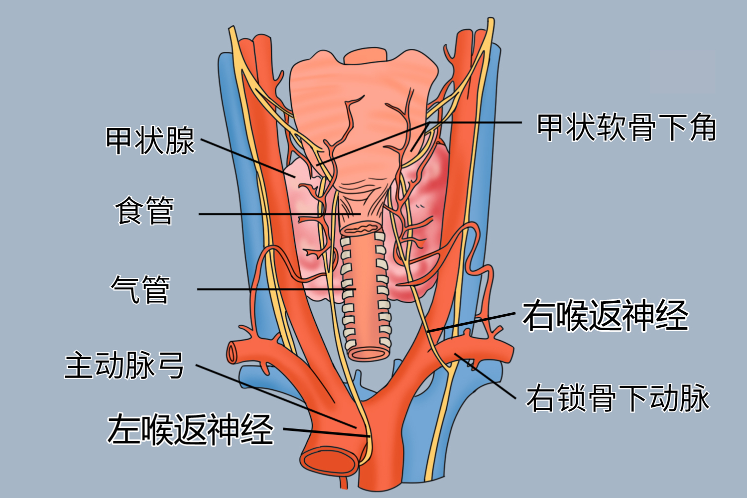 喉返神经位置图