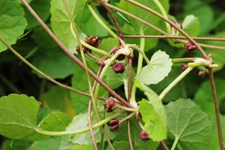 积雪草花图 积雪草花图