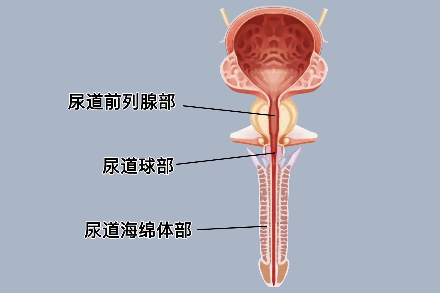 男性尿道前列腺部位置图