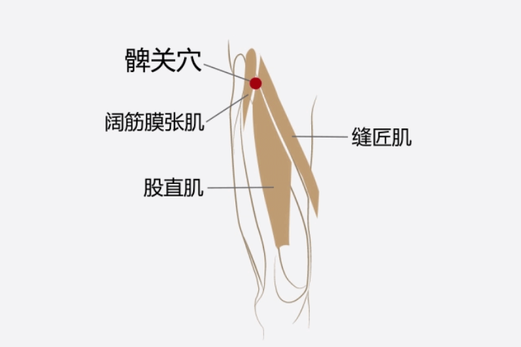髀关穴位置图 髀关穴位置图