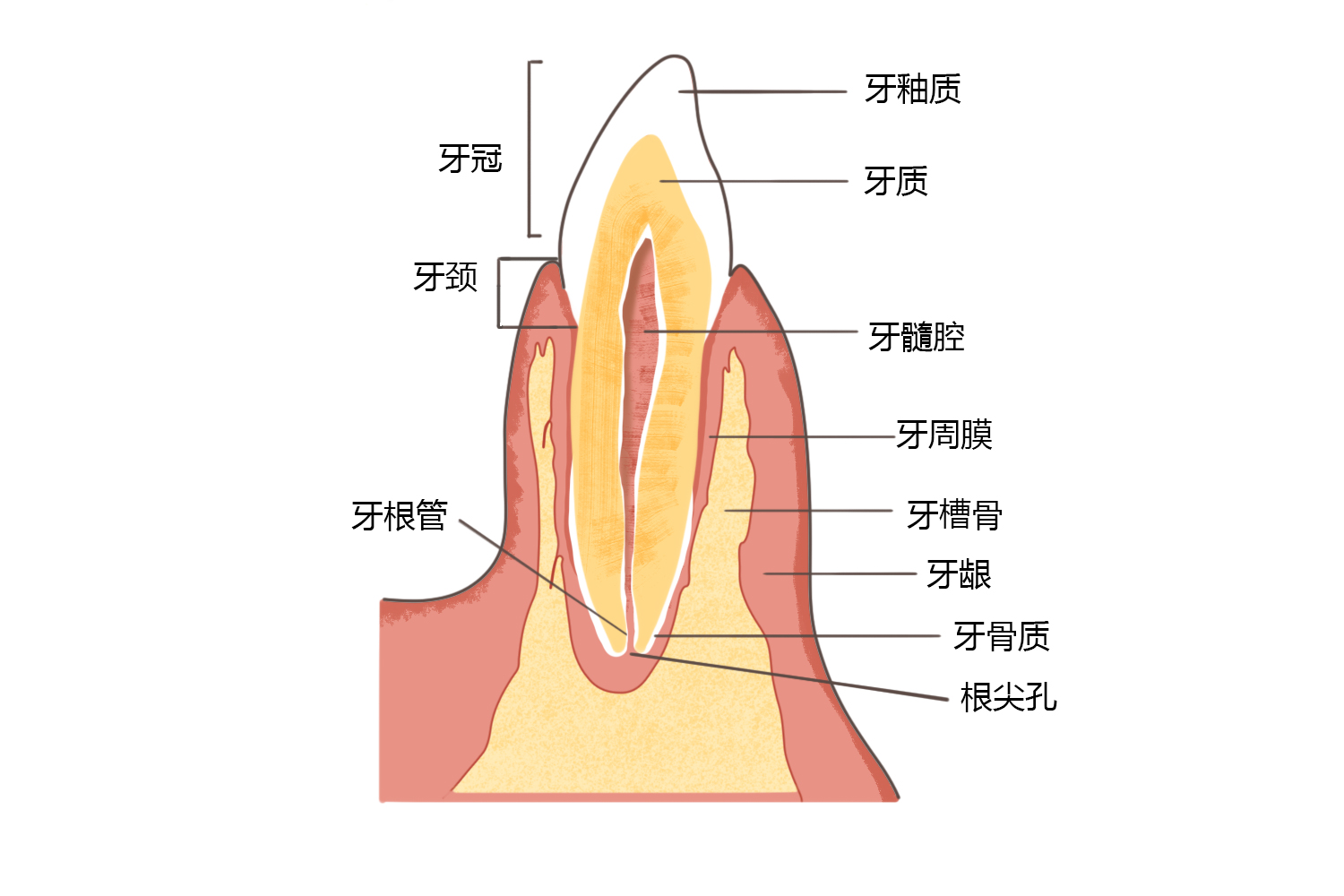 牙龈位置图