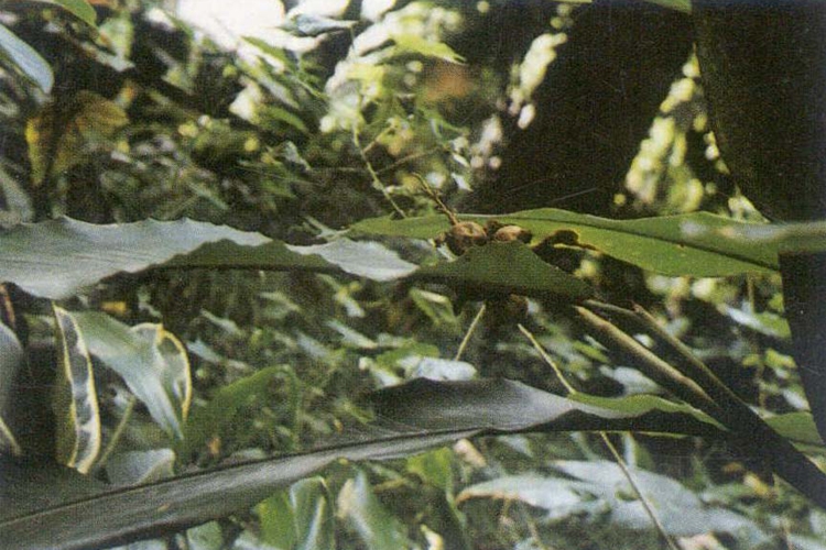 草蔻植株图