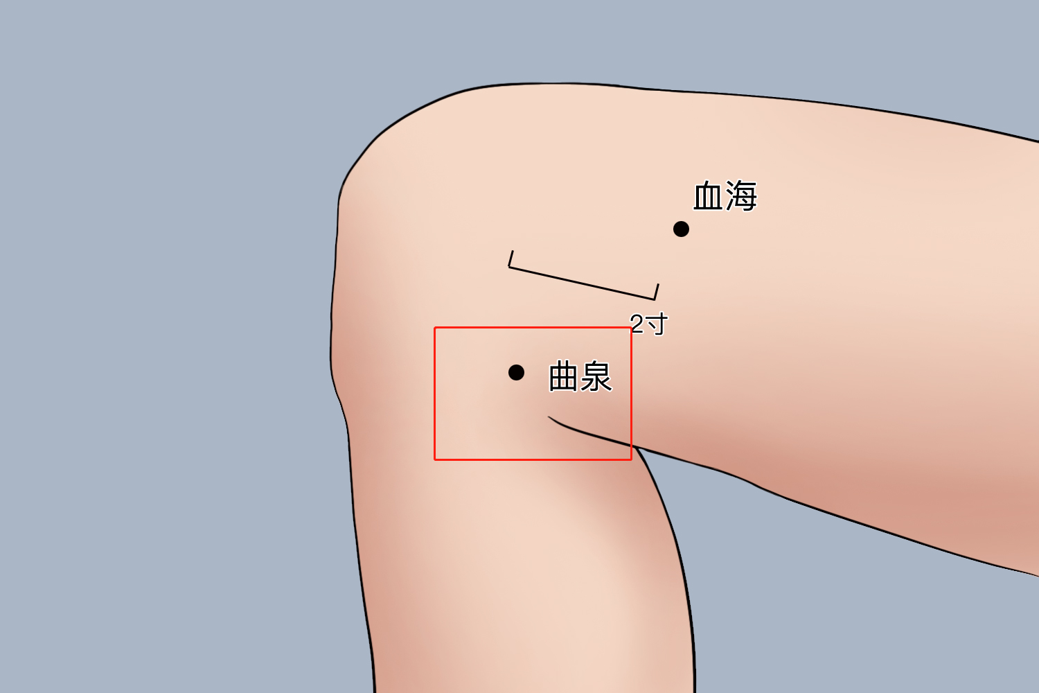 曲泉穴位于腘横纹内侧端,半腱肌肌腱内缘凹陷中.