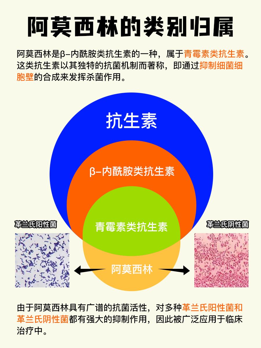 精准用药指南！告诉你阿莫西林属于哪类抗生素？