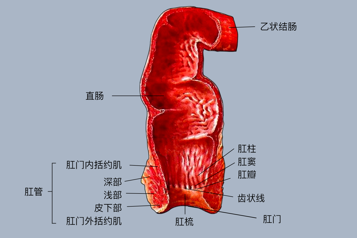 肛门直肠结构高清图图片