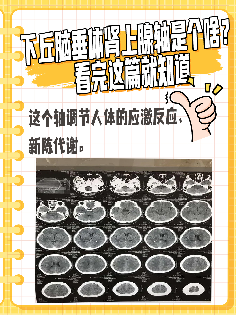 下丘脑垂体肾上腺轴是个啥？看完这篇就知道