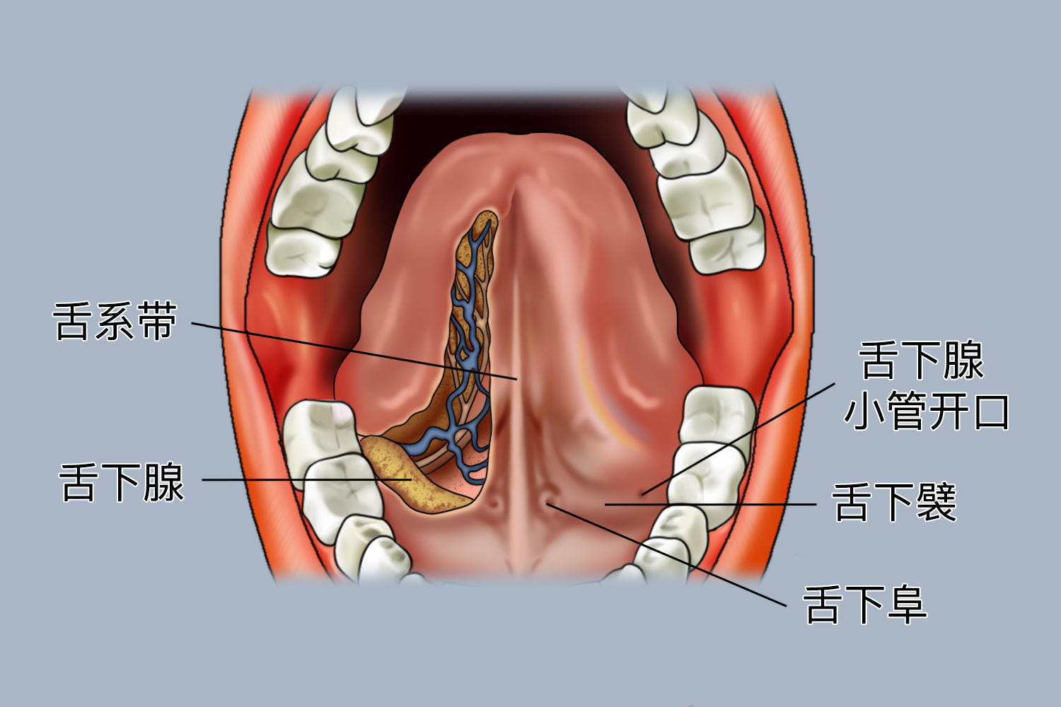 婴儿舌头下面正常结构图 婴儿舌头下面正常结构图