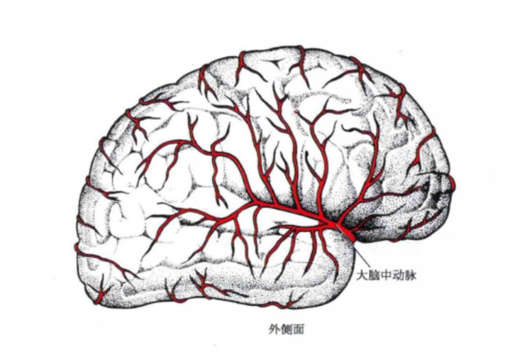 颅内动脉解剖图（外侧面）