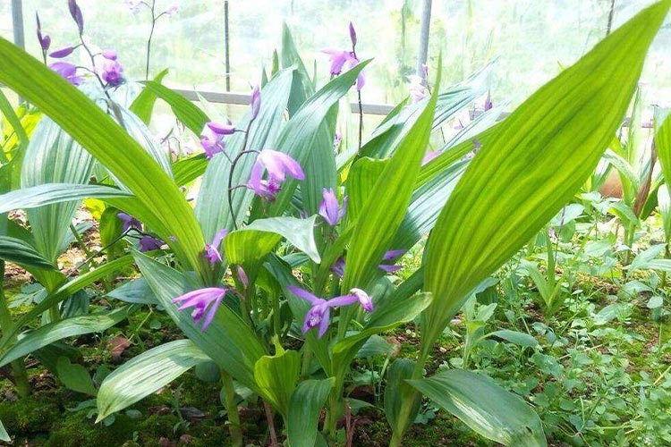 肾经草植株图 肾经草植株图