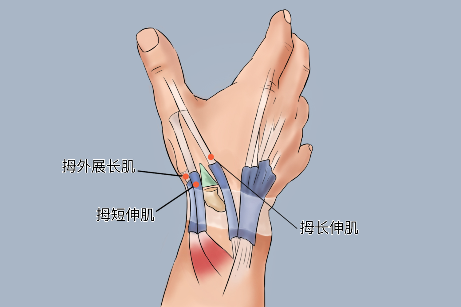大拇指肌肉分布图 大拇指肌肉分布图