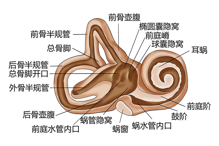 耳朵部位圖解大全_有來醫生