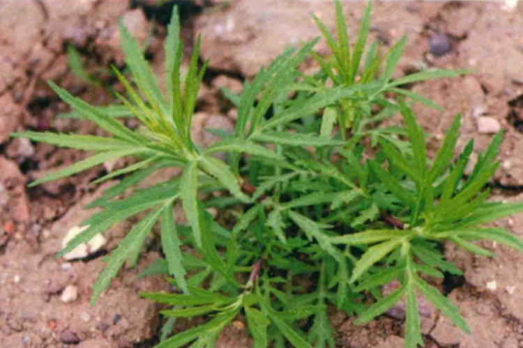 水蒿的功效与作用图片