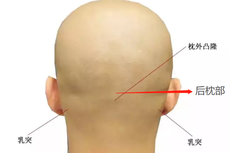 后脑勺位置图解