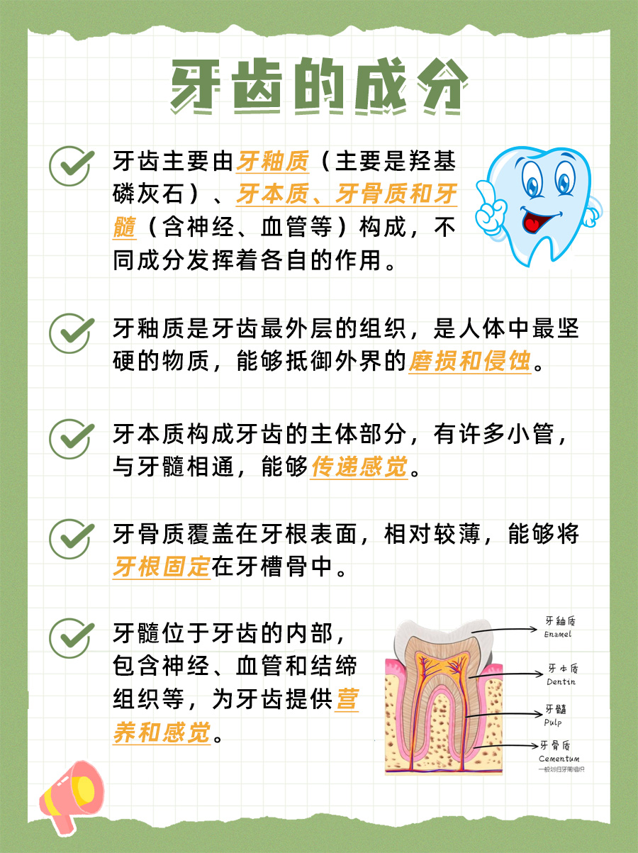 健康小知识：探索牙齿的构成奥秘