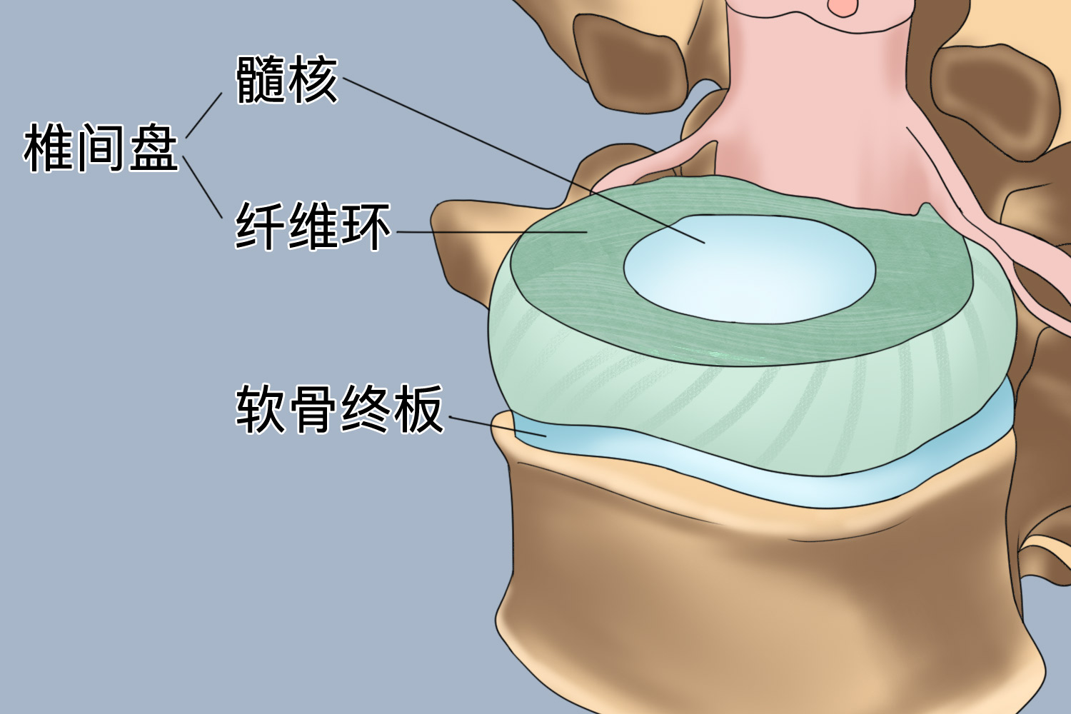 腰椎间盘结构图