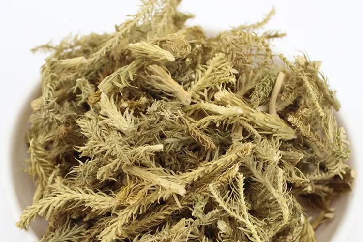 野生伸筋草药材图