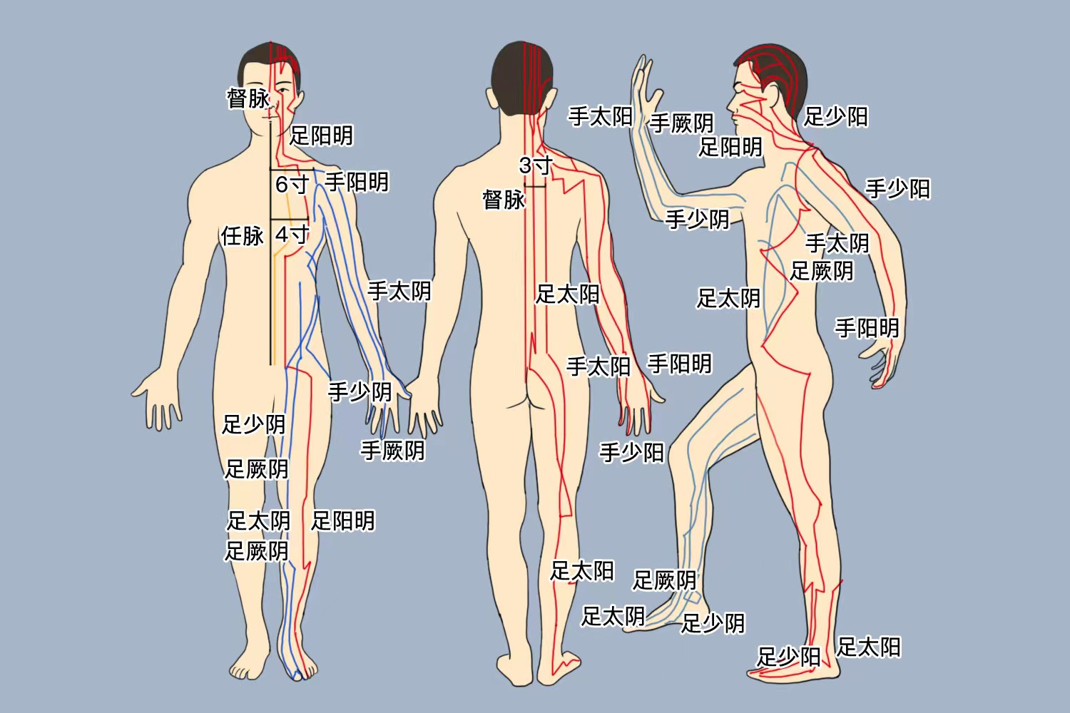 十二经脉分布图