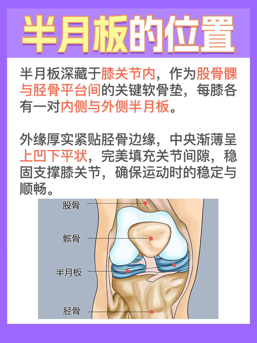 关于半月板的位置，你知道多少？