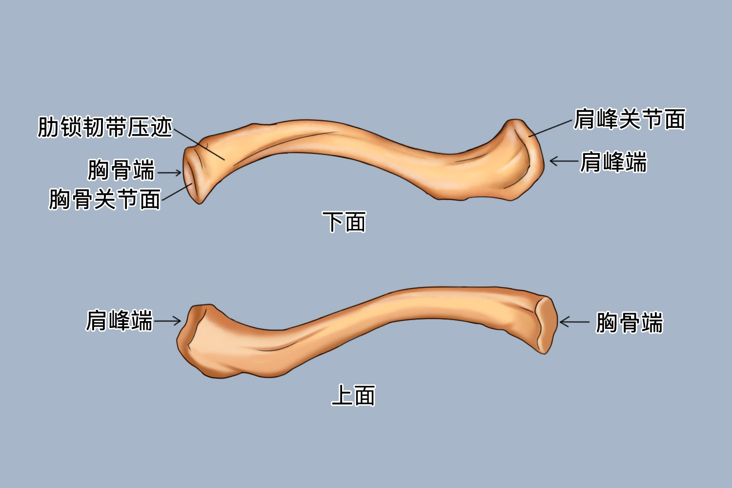 锁骨解剖图 手绘图片