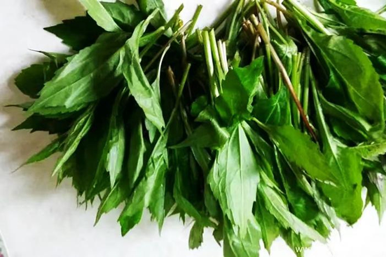 小柴胡野菜图 小柴胡野菜图