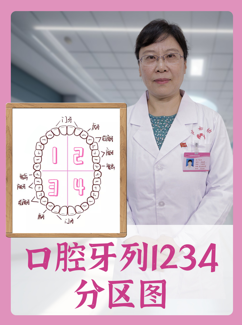口腔牙列1234分区图