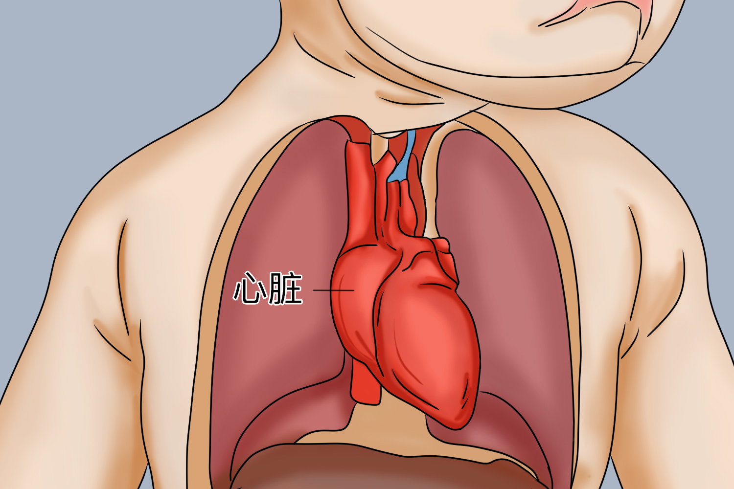 小孩子的心脏图 小孩子的心脏图