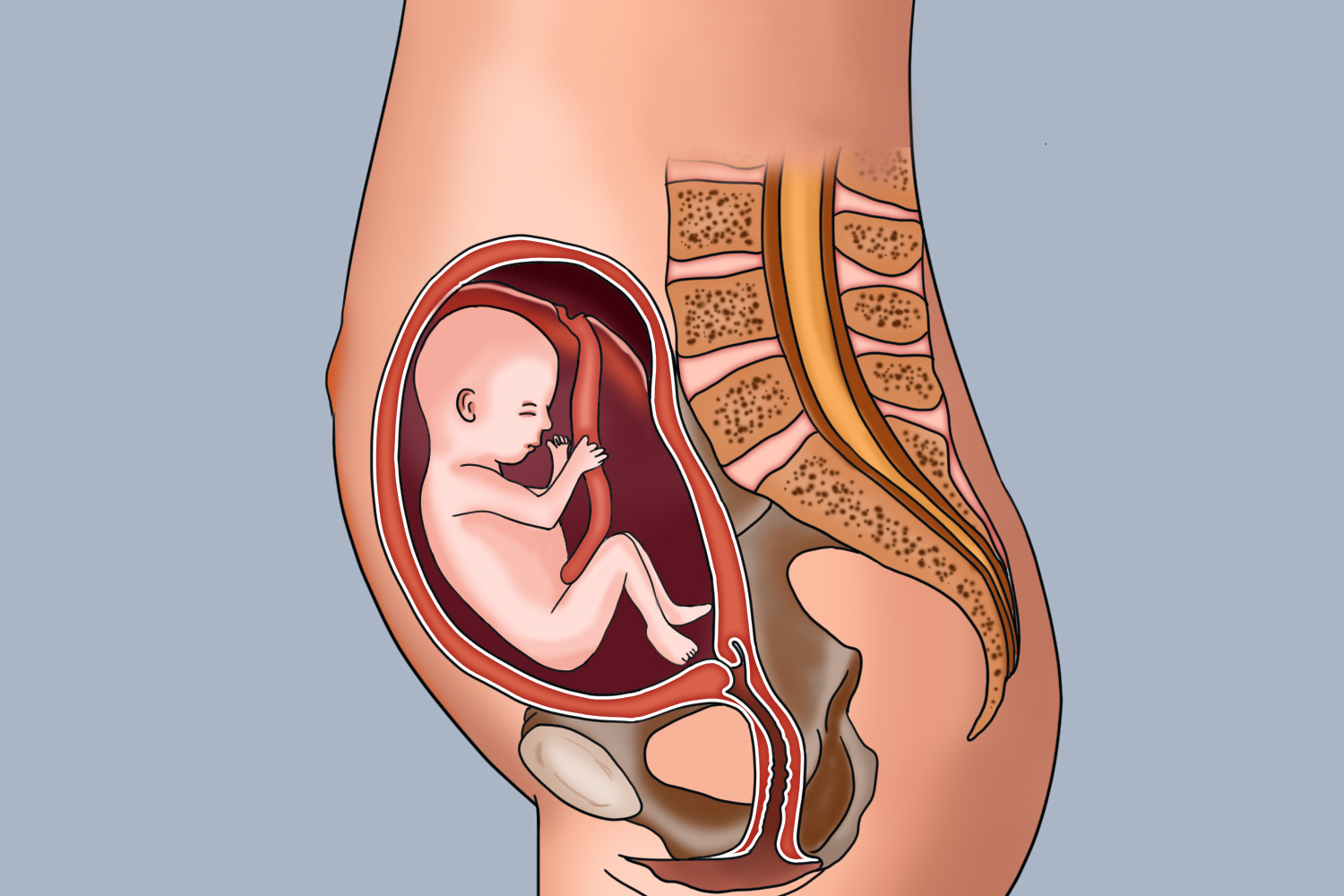 21周子宫的位置图 21周子宫的位置图