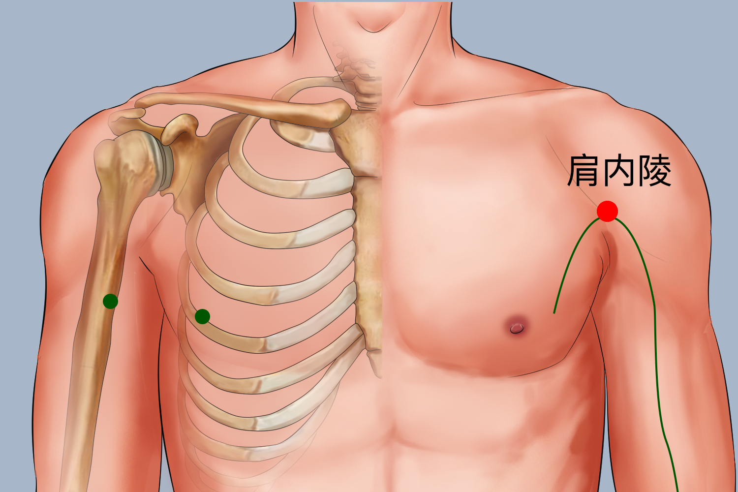 肩内陵的准确位置图