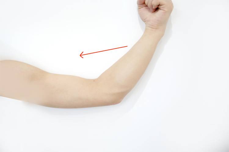 肘关节屈图 肘关节屈图