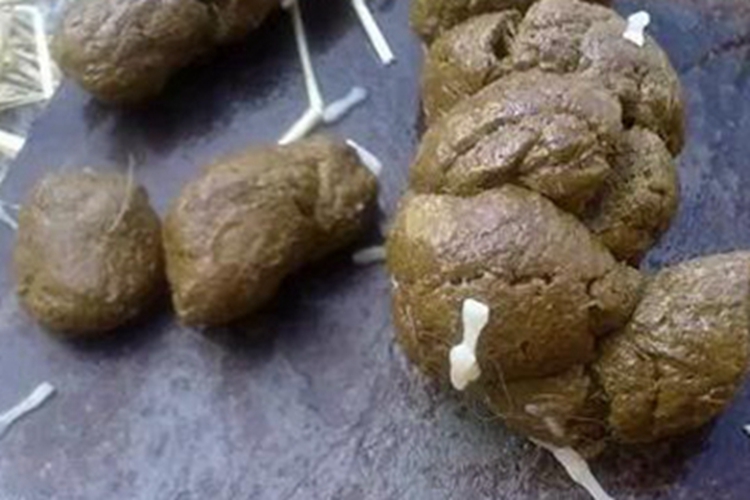 绦虫病大便有白色的点图