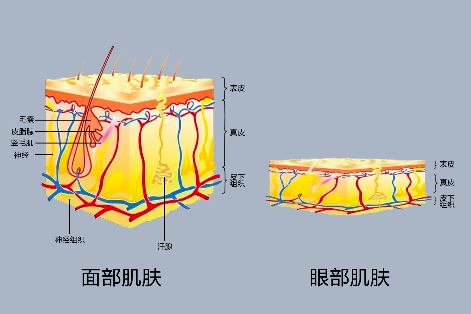 面部最薄皮肤图
