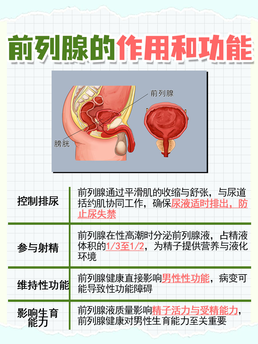 带你了解，前列腺的作用和功能