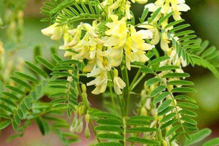 蒙古黄芪原植株及种子图