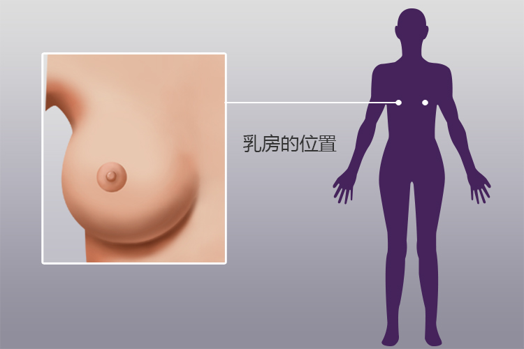乳房位置图