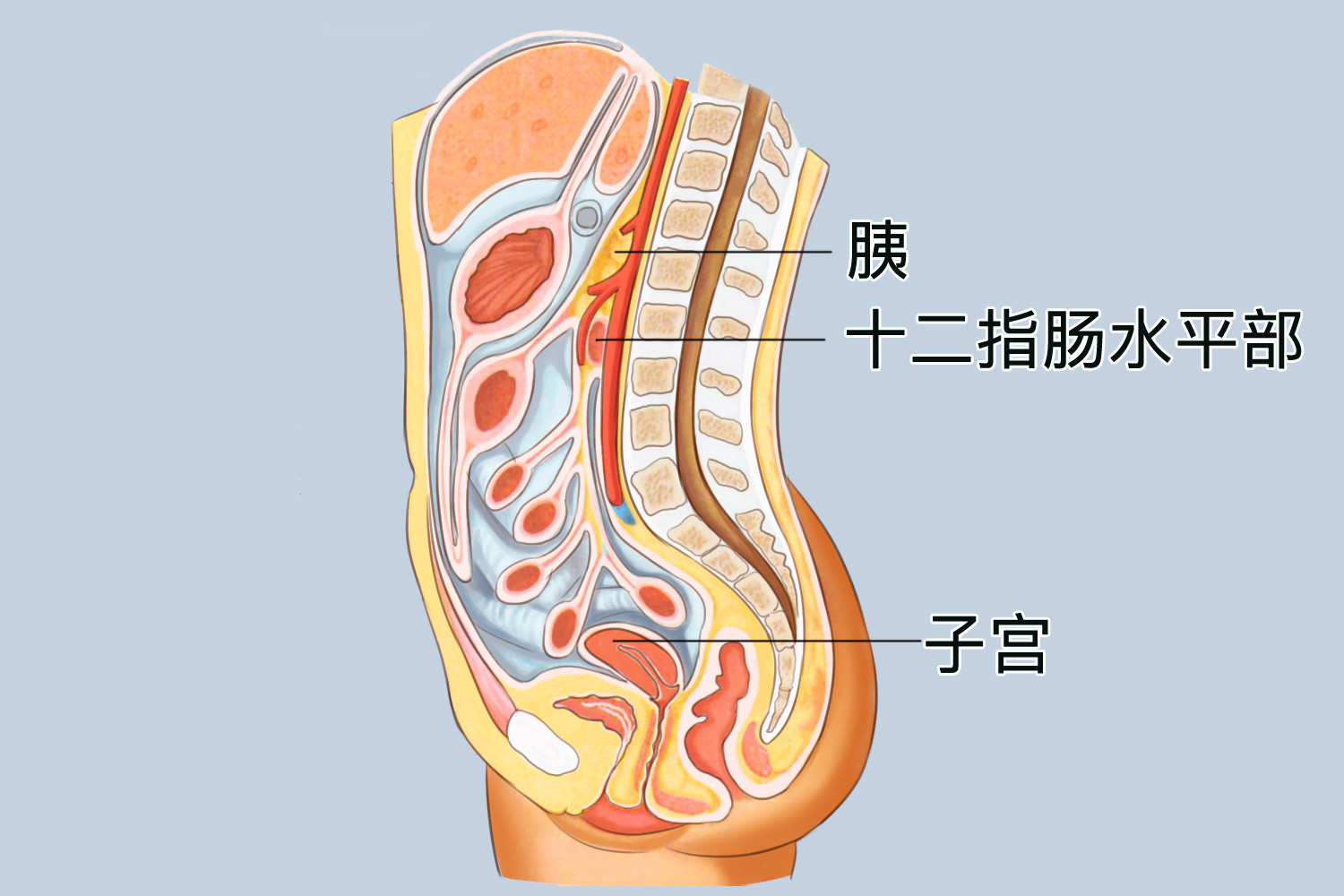 腹膜后隙内脏器官位置示意图