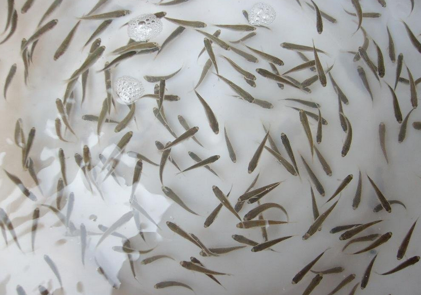 鲈鱼苗和其他杂鱼苗,为了获得纯净的鲻鱼苗,必须对各种鱼苗进行鉴别