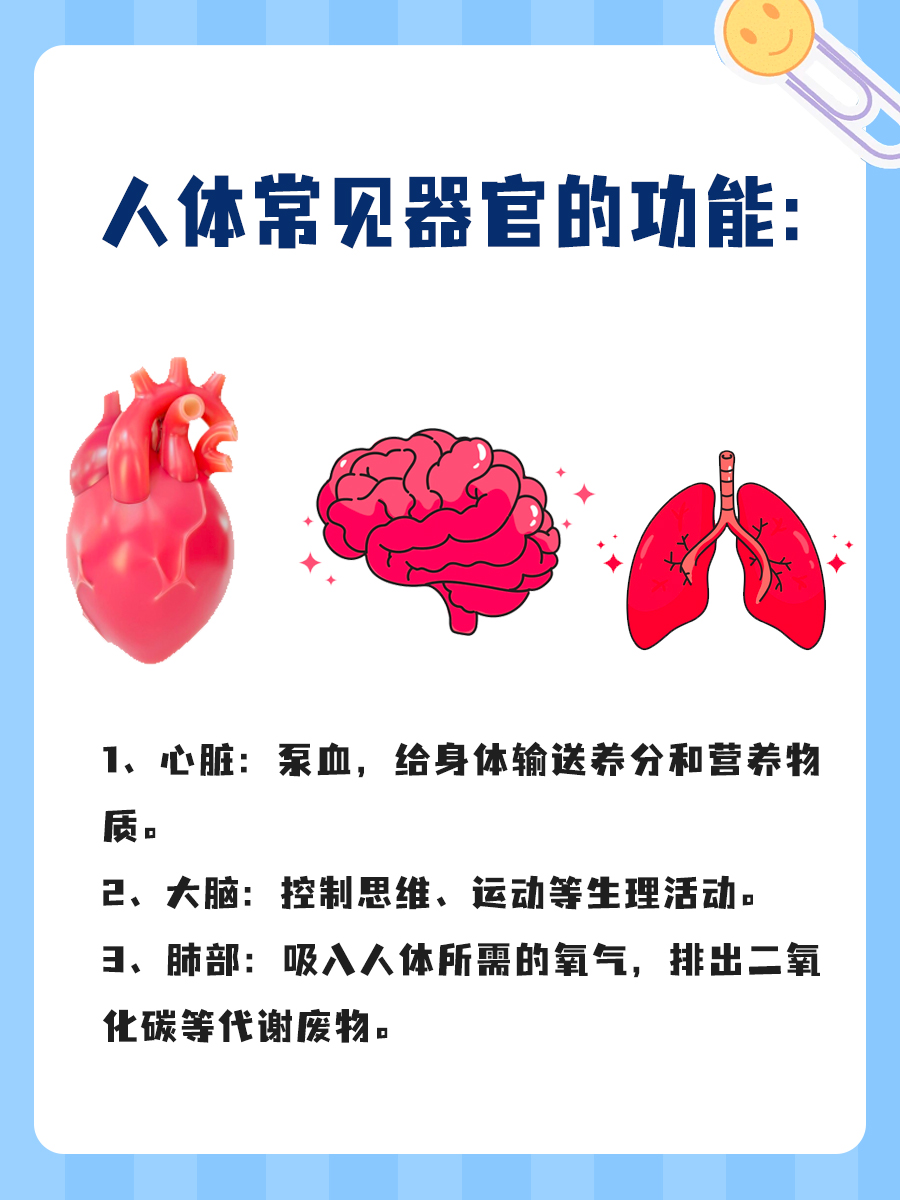人体常见器官的功能,你知道几个?