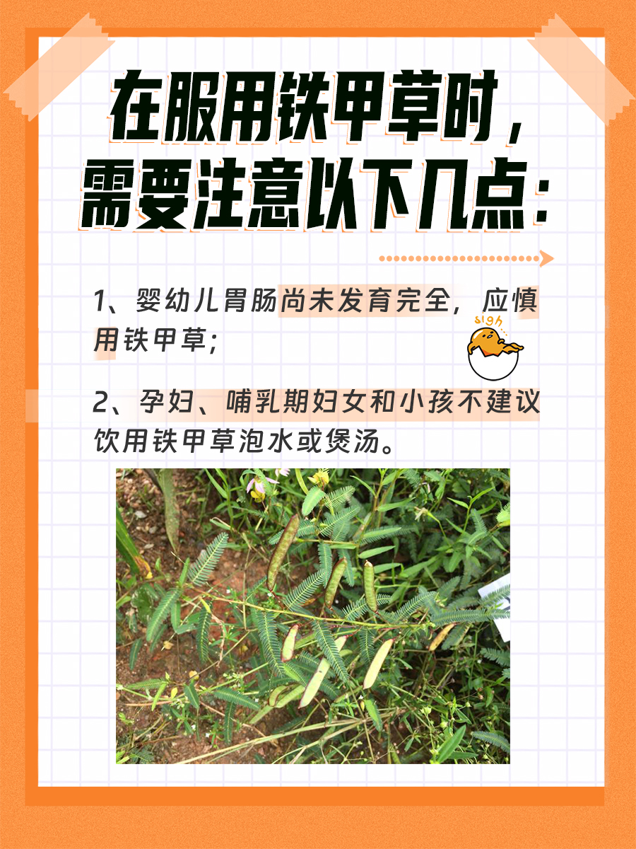 一文带你了解铁甲草的功效与作用！