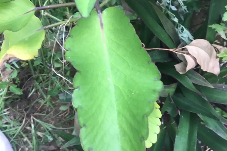 伤药草药药材图