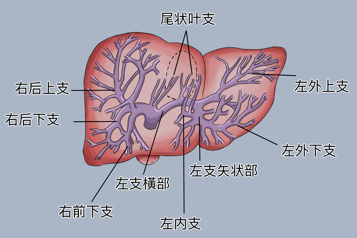 肝门静脉分支图