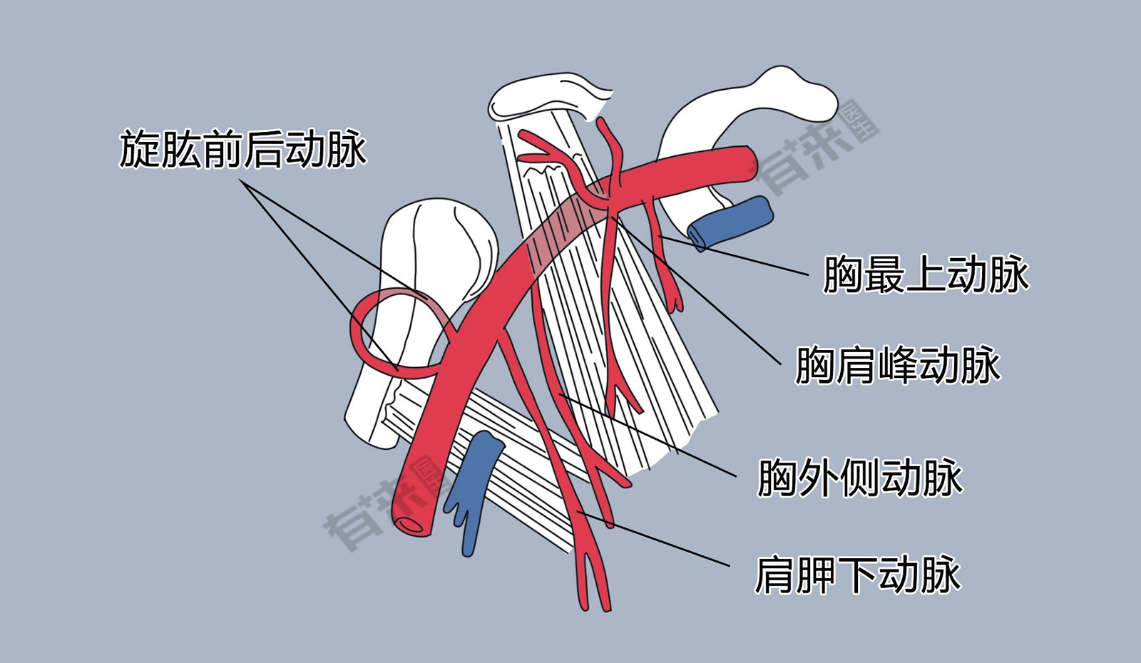 腋动脉位置图片图片