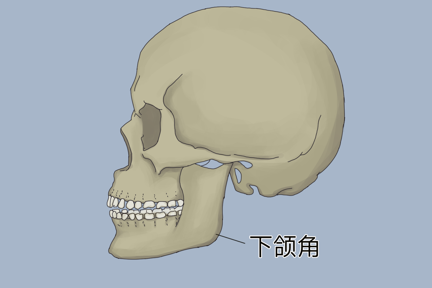 下颌角位置图