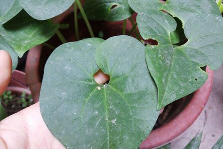 华细辛原植物图