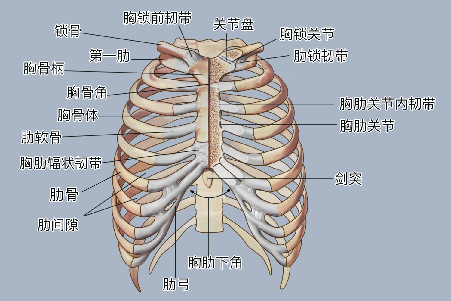 前为胸骨,后为胸椎,两侧为肋骨,形成一个横径大于前后径的肾形骨架