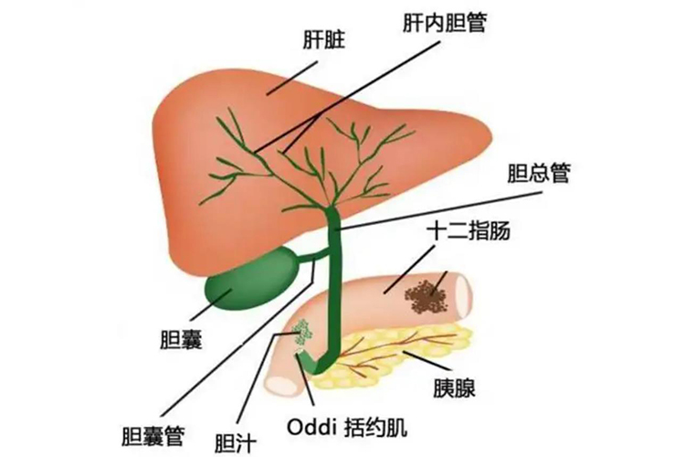 胆管连接图
