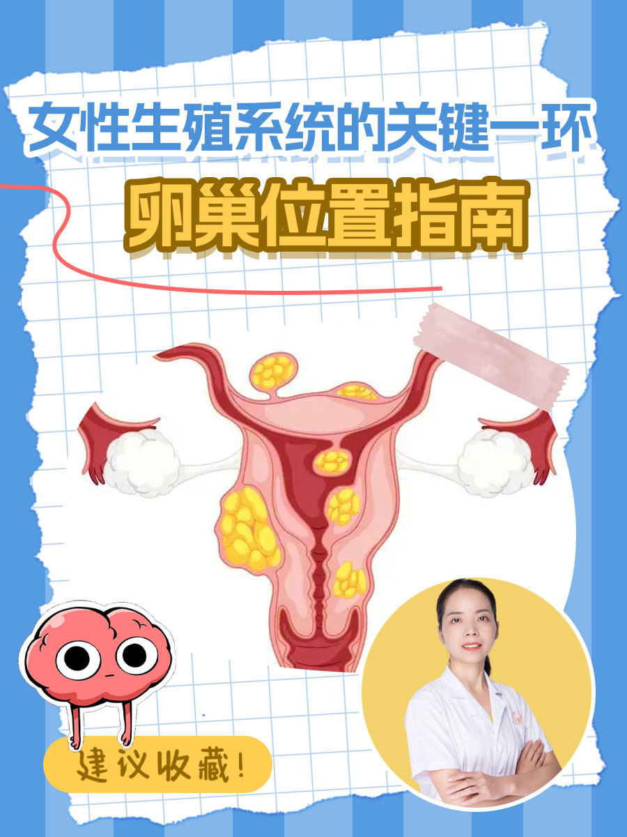 女性生殖系统的关键一环——卵巢位置指南