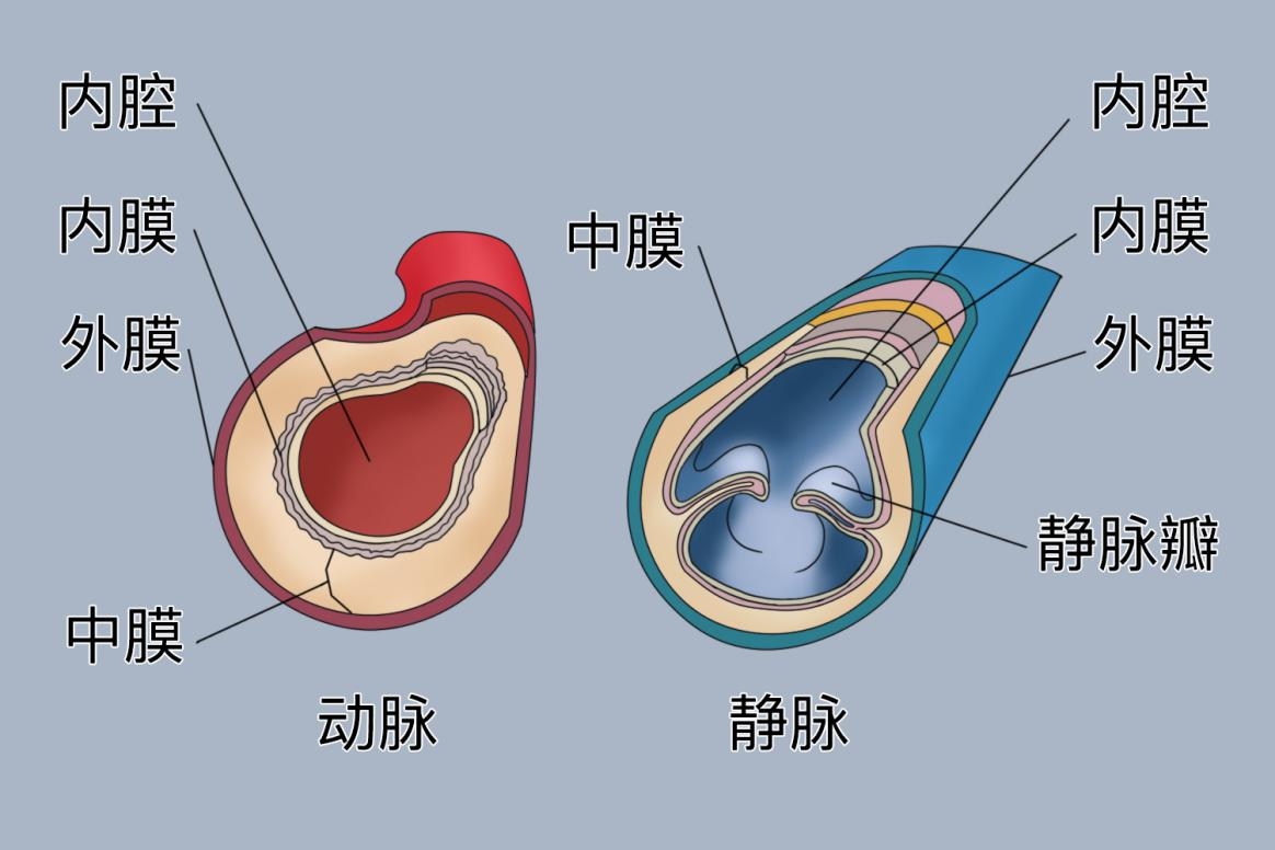 动脉和静脉血管壁区别图