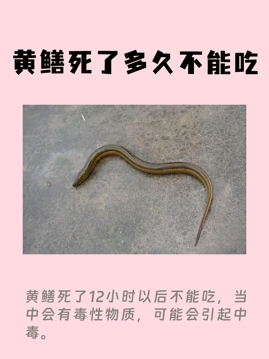 黄鳝死后，多久不能吃？安全食用有讲究