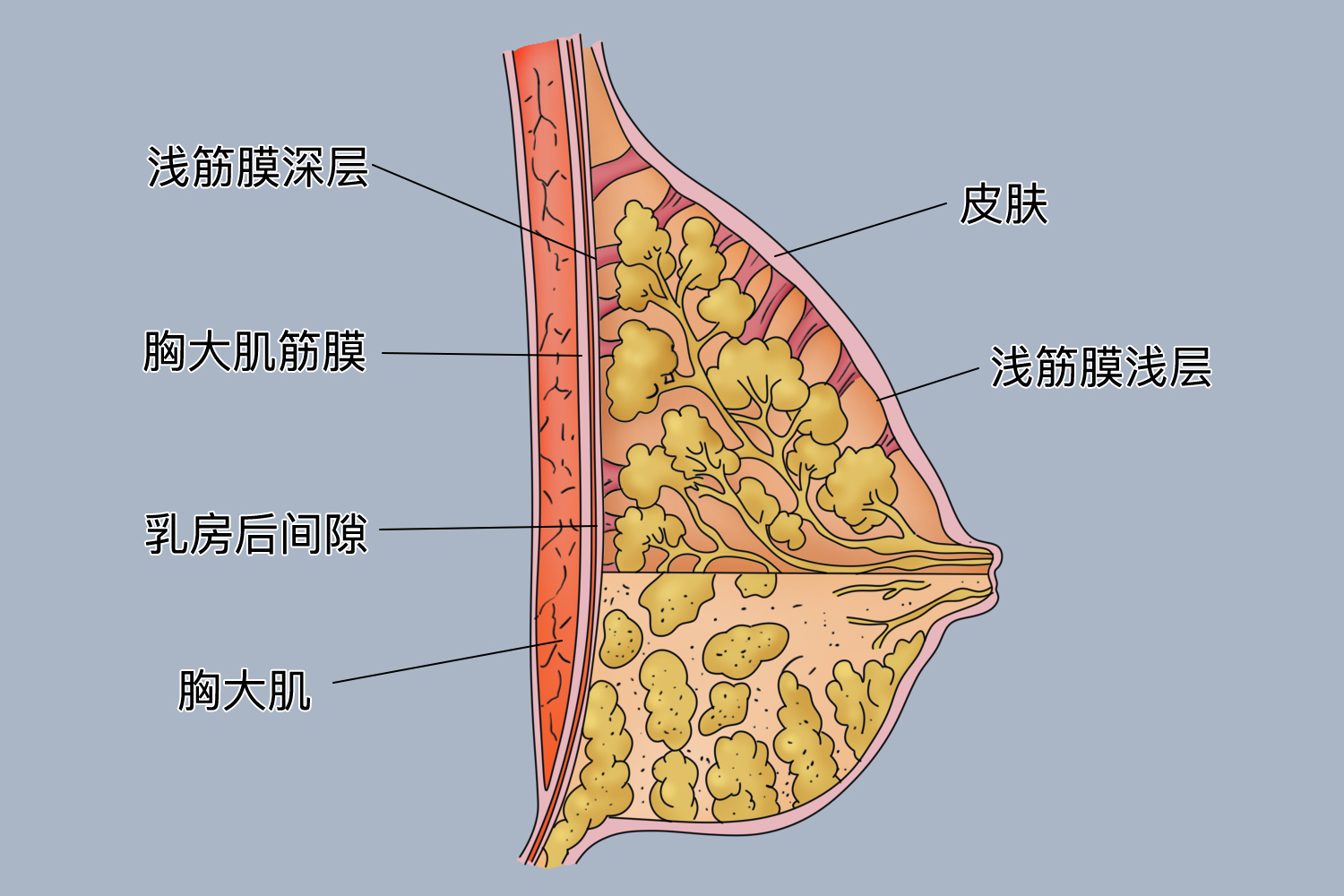 胸大肌与乳腺之间位置图