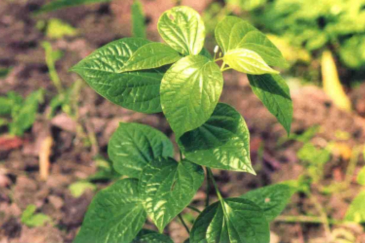 假蒟植株图 假蒟植株图